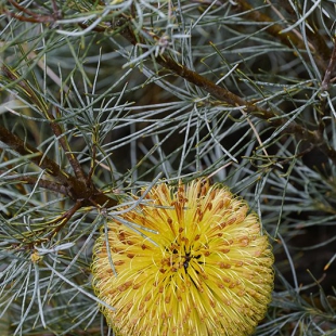 Banksia sphaerocarpa